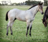 FQHR Lady Blackburn's 2016 Colt